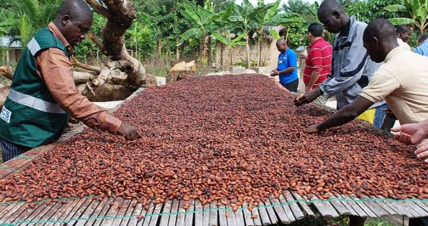 1072025123428-j5eq27t2gb-how-ghanas-cocoa-industry-is-moving-into-beverage---accra-street-journal