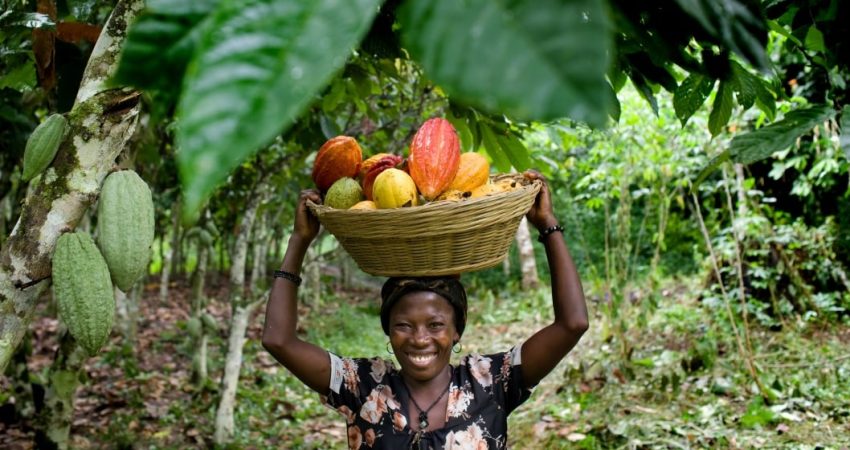 cocoa farm